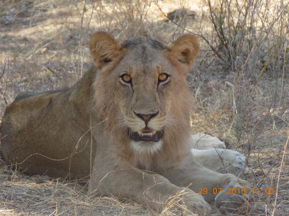 Lion in the African bush